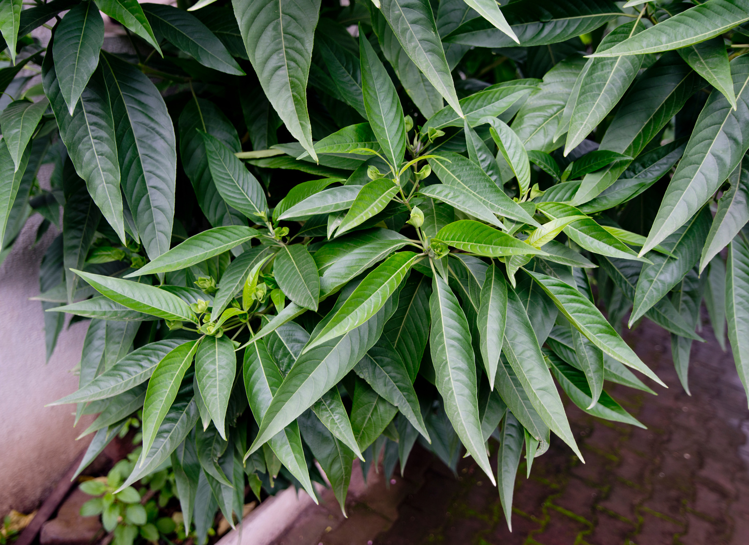 Close up of leaves of adulsa plant