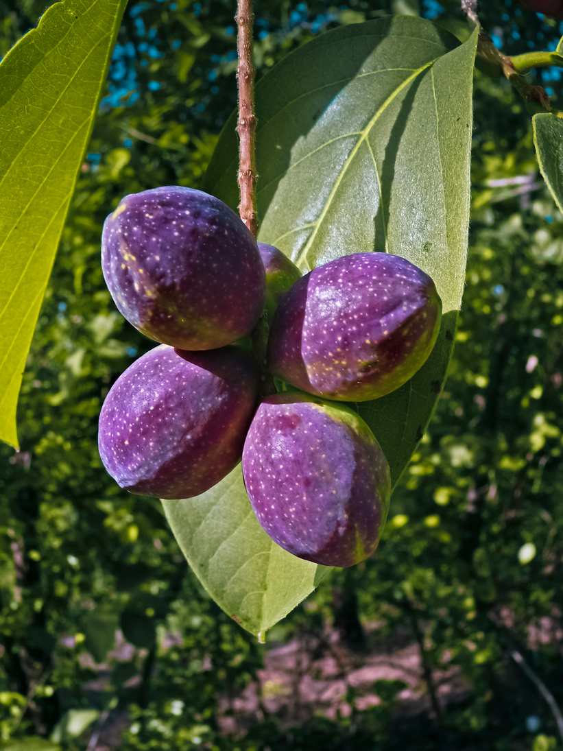 Terminalia chebula