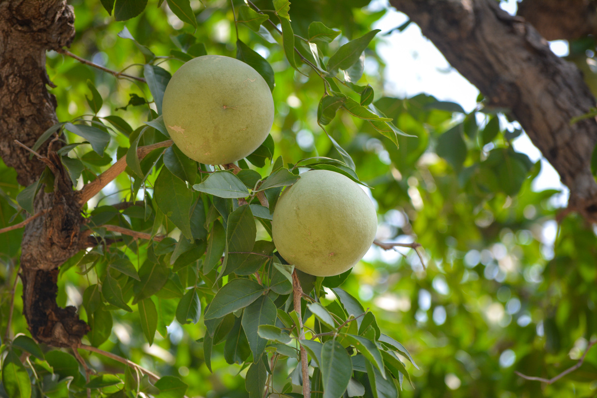 Aegle marmelos or indian bael fruit on the tree