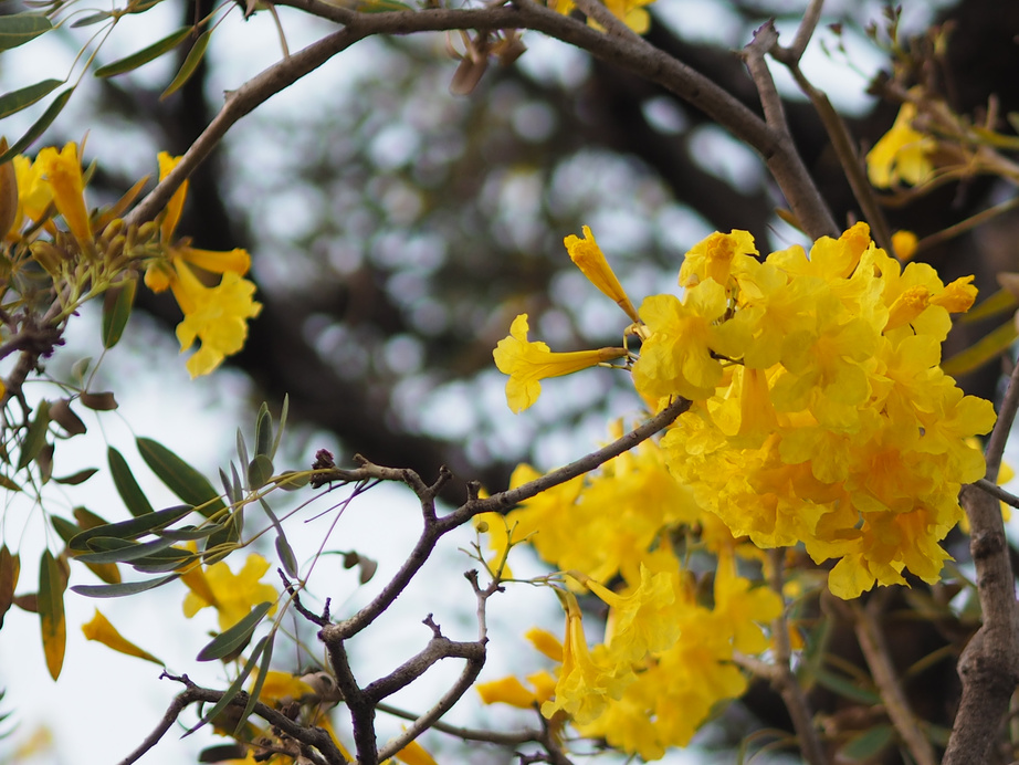 oleander Apocynaceae Oleander Sweet Oleander Rose Bay yellow Flower beautiful in nature