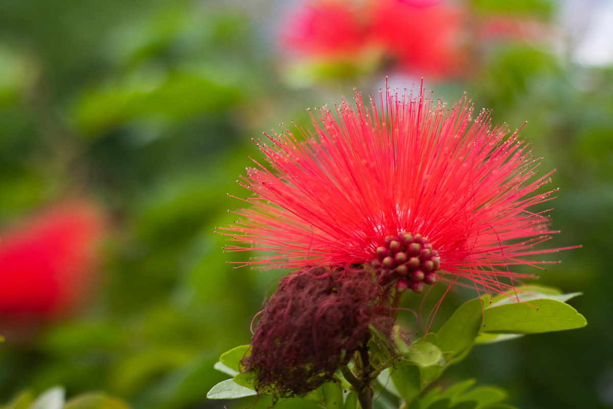 calliandra haematocephala, beautiful red pointed flower