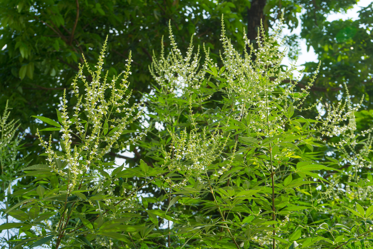 Vitex negundo small white flowers in garden