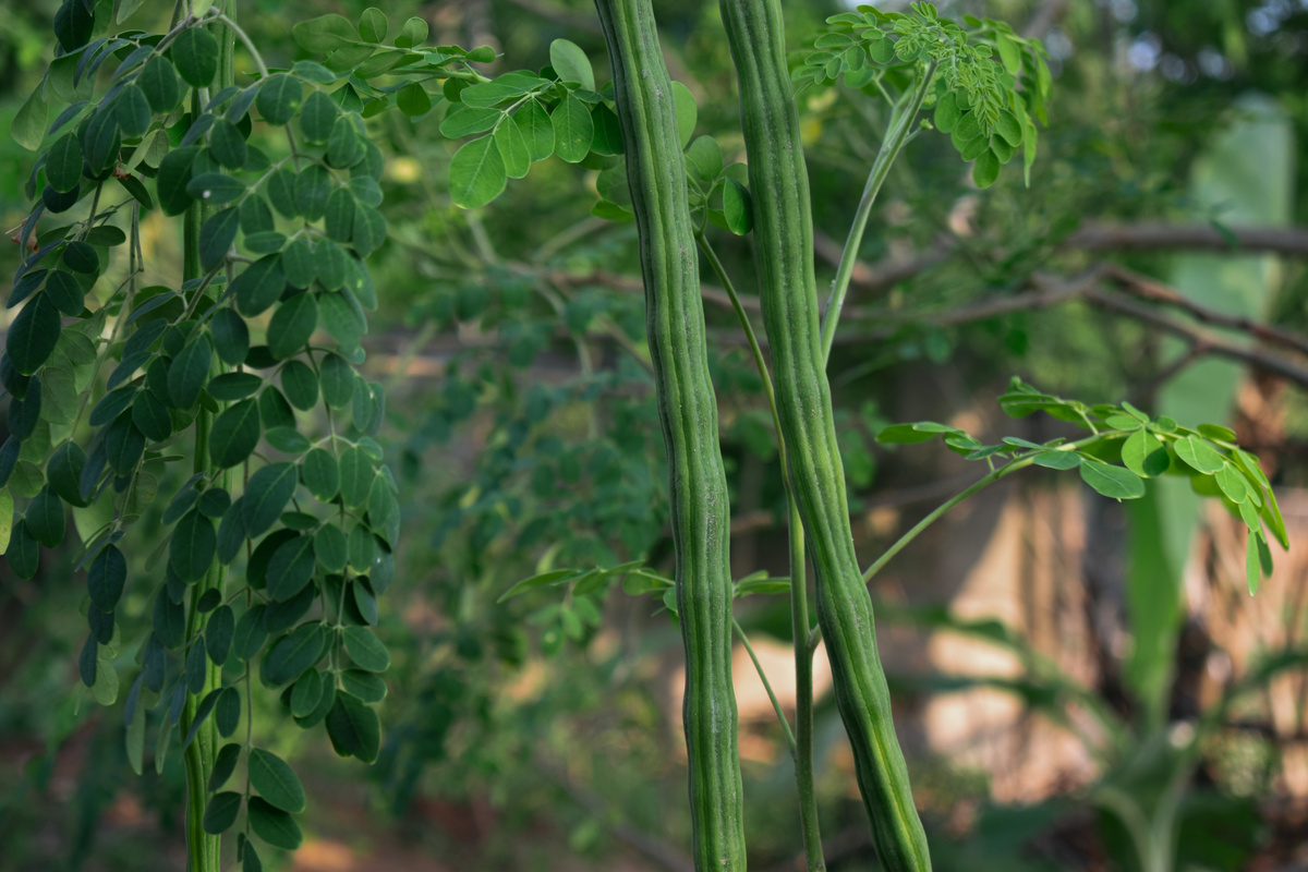 natural moringa oliefera, drum stick tree.