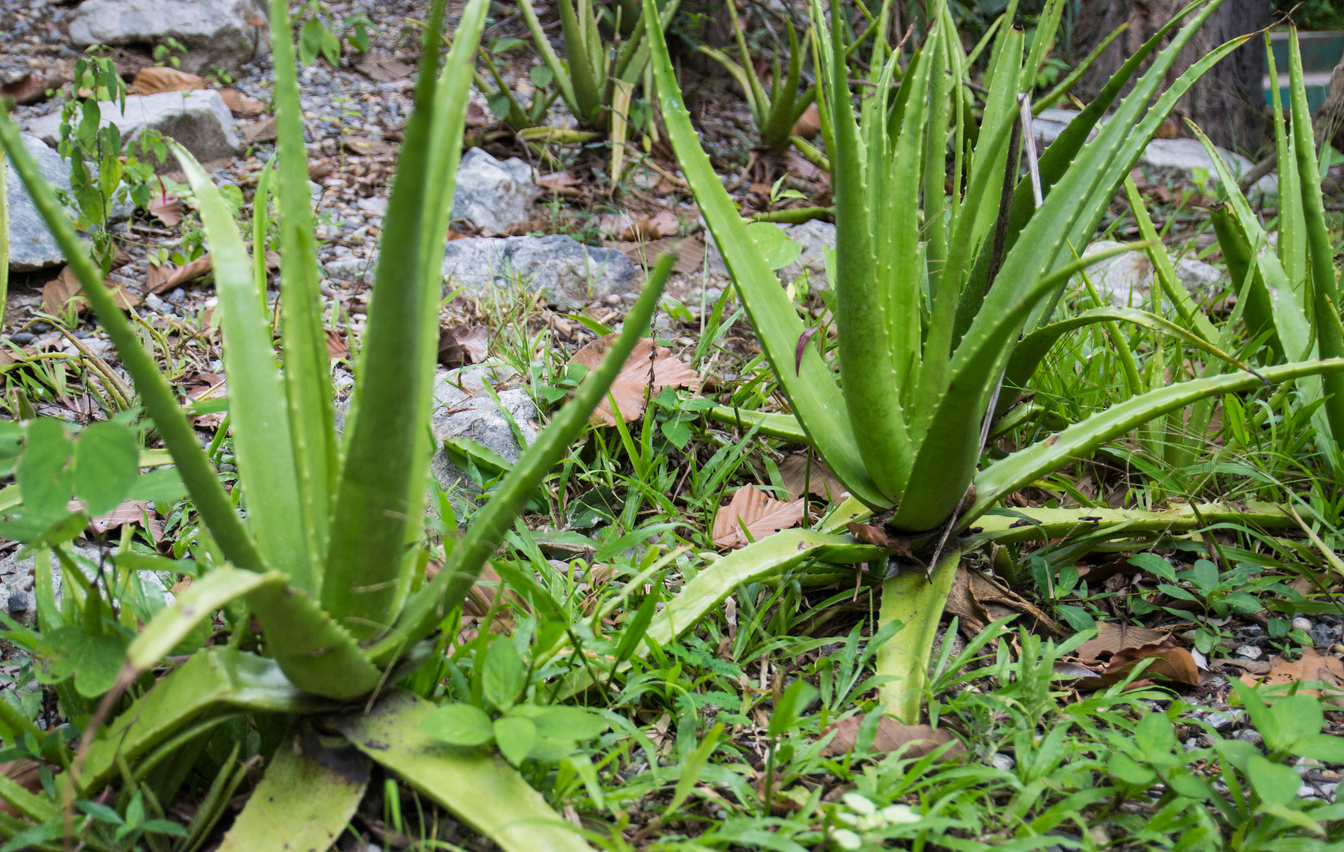 aloevera plant