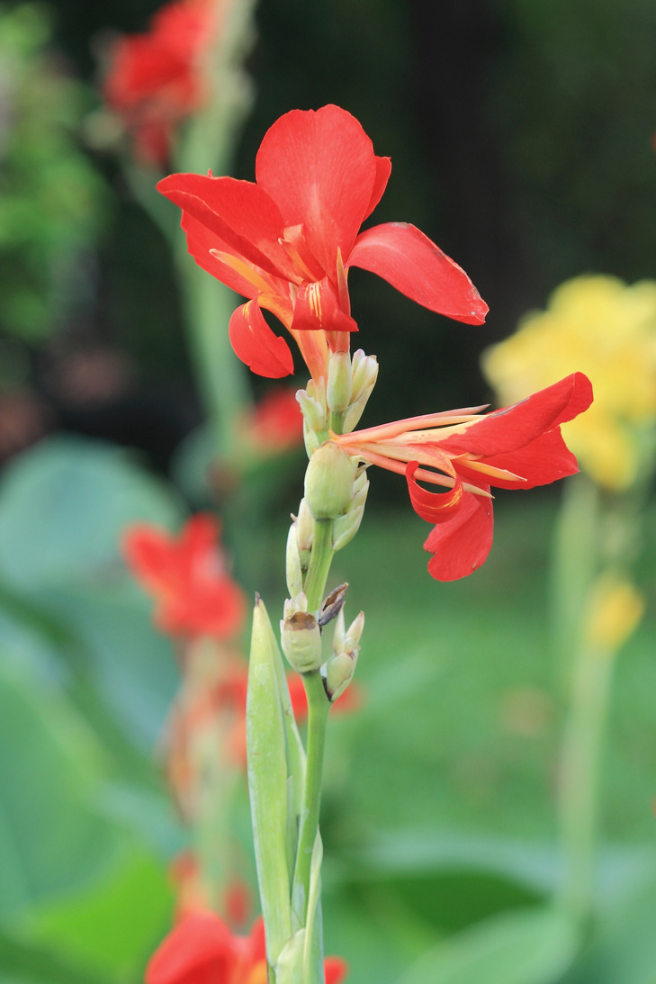 Indian Canna (Canna indica L.)