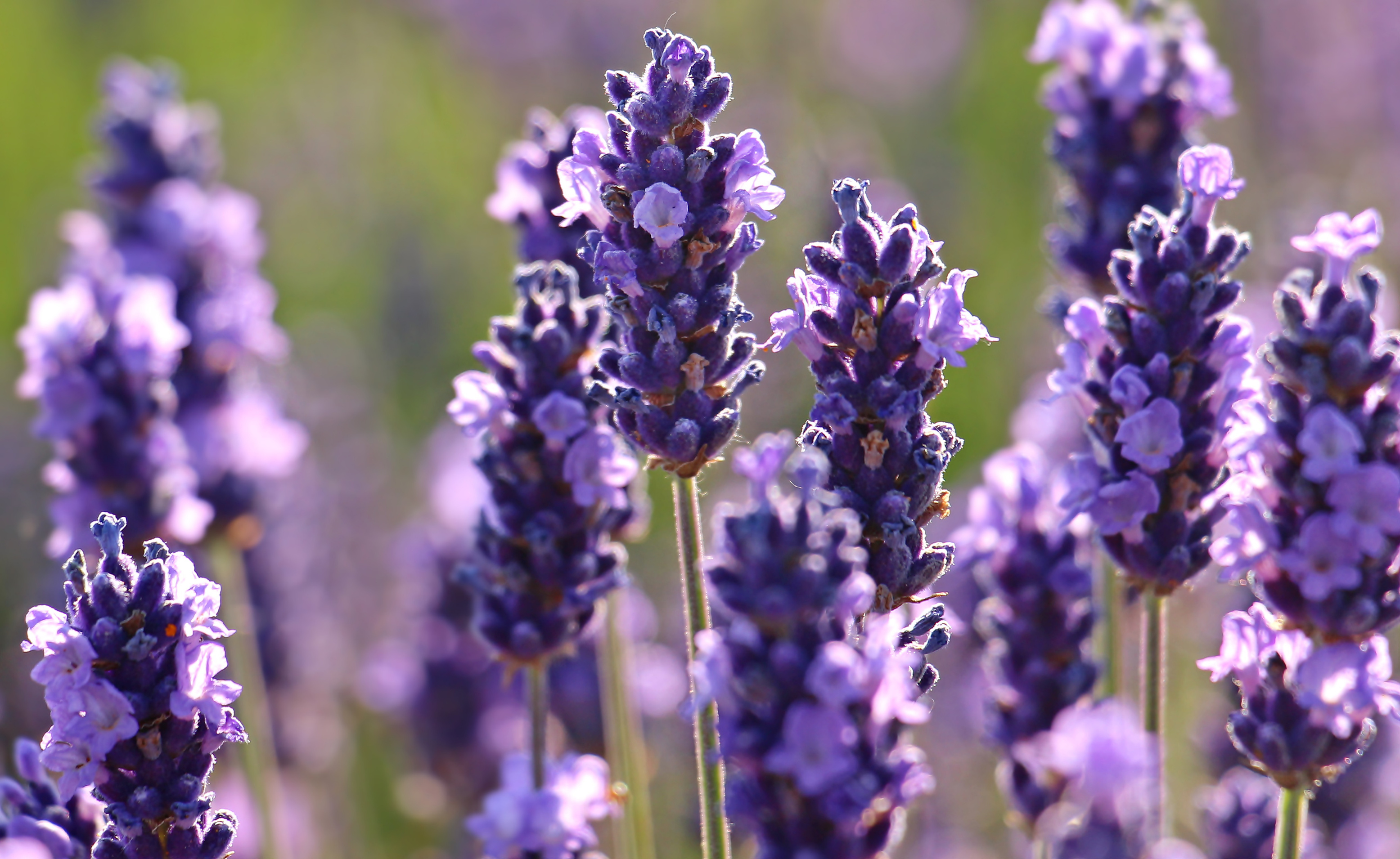 Lavender Flower Field