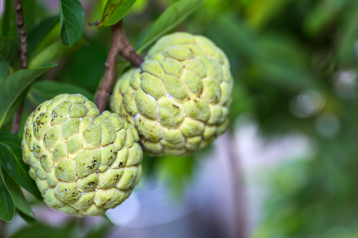 custard apple