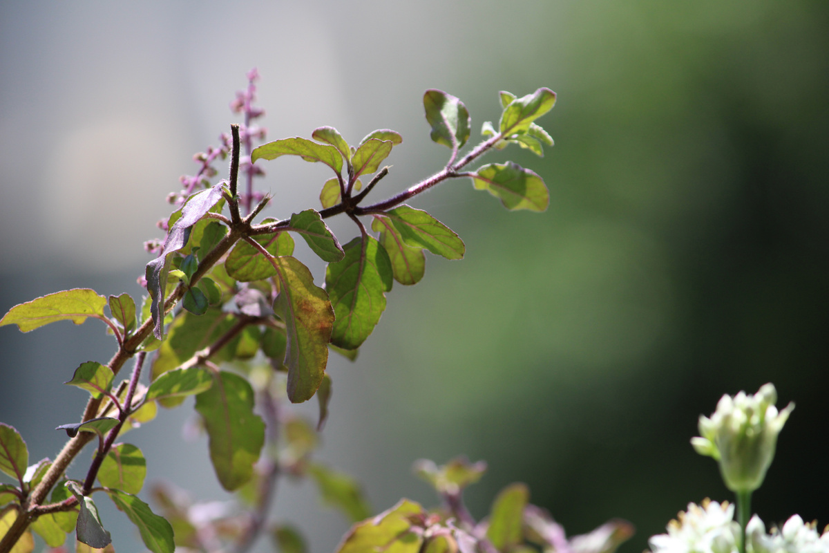 Tulsi Plant