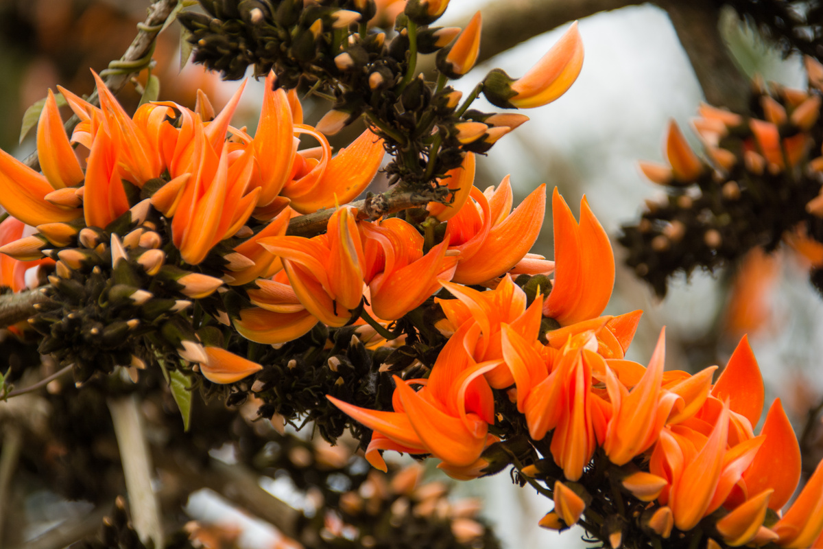 Closeup of Palash flower. Butea monosperma. Palash flower texture