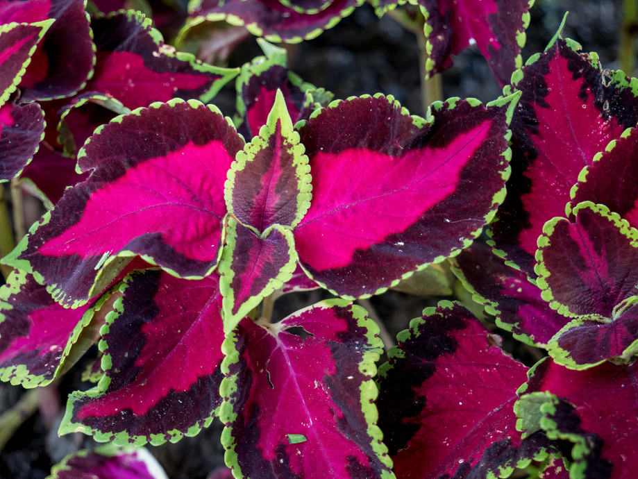 Close up with Plectranthus Scutellarioides or Coleus Decorative Plant.