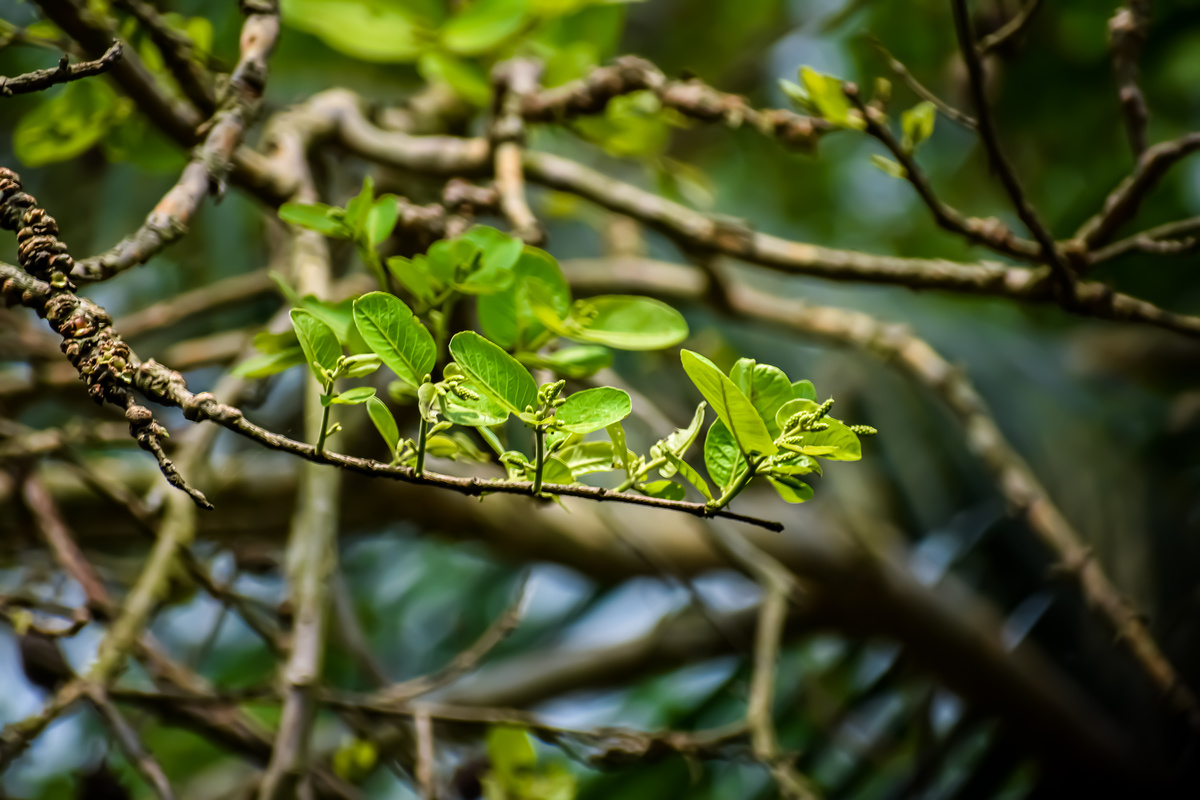 Terminalia arjuna is a tree of the genus Terminalia. It is commonly known as arjuna or arjun tree in English, The arjuna is seen across the Indian Subcontinent.