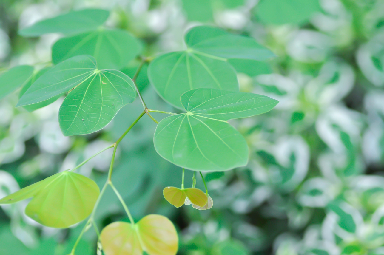 Bauhinia malabarica, Bauhinia variegata plant or Bauhinia variegata