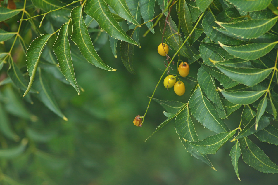 Neem tree with fruits in garden