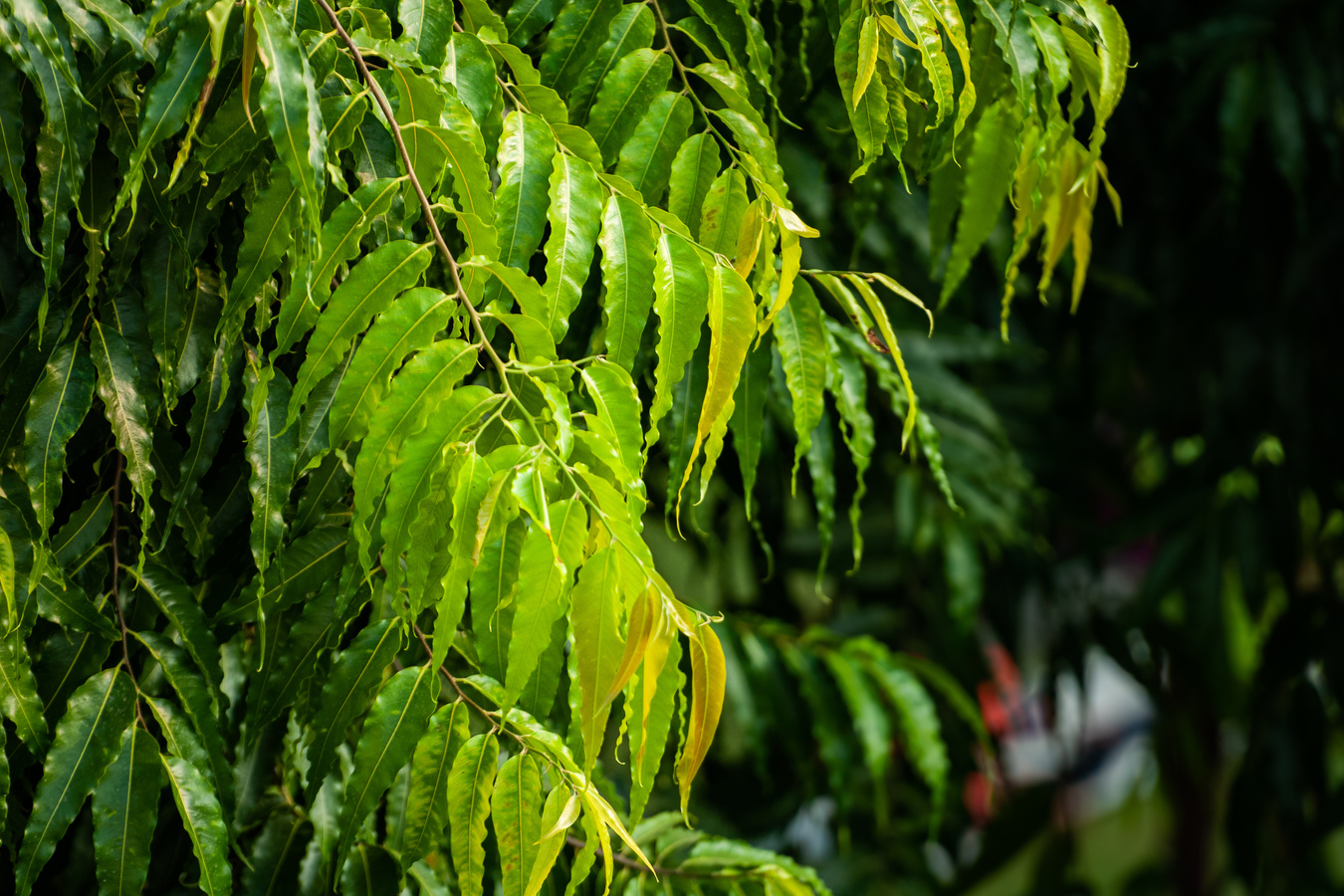 ASHOKA TREE LEAVES