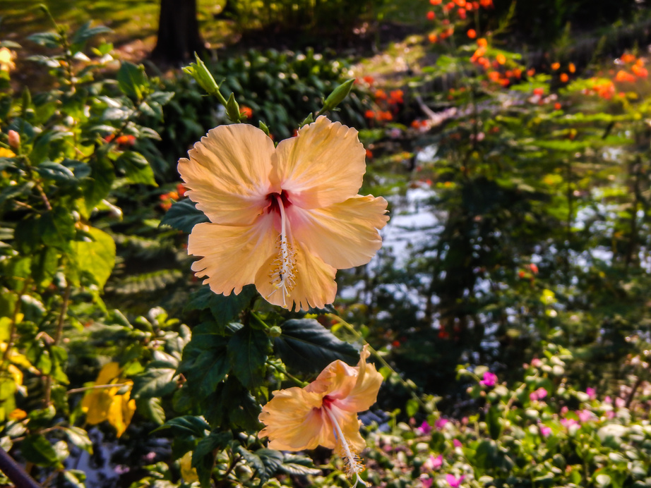 Tropical flora and fauna