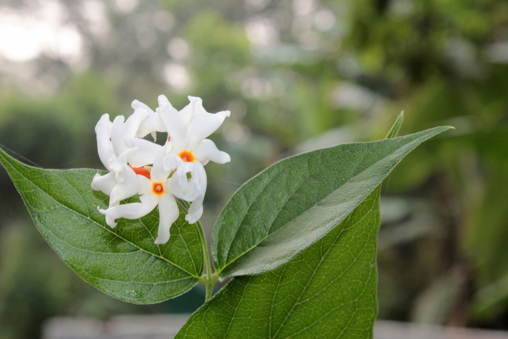 Night jasmine or parijat or coral jasmine ( Nyctanthes arbor tristis) Blooming near pond