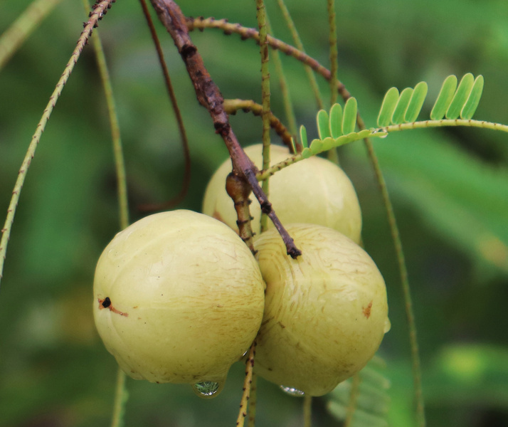 Amla growing on amla tree in the garden