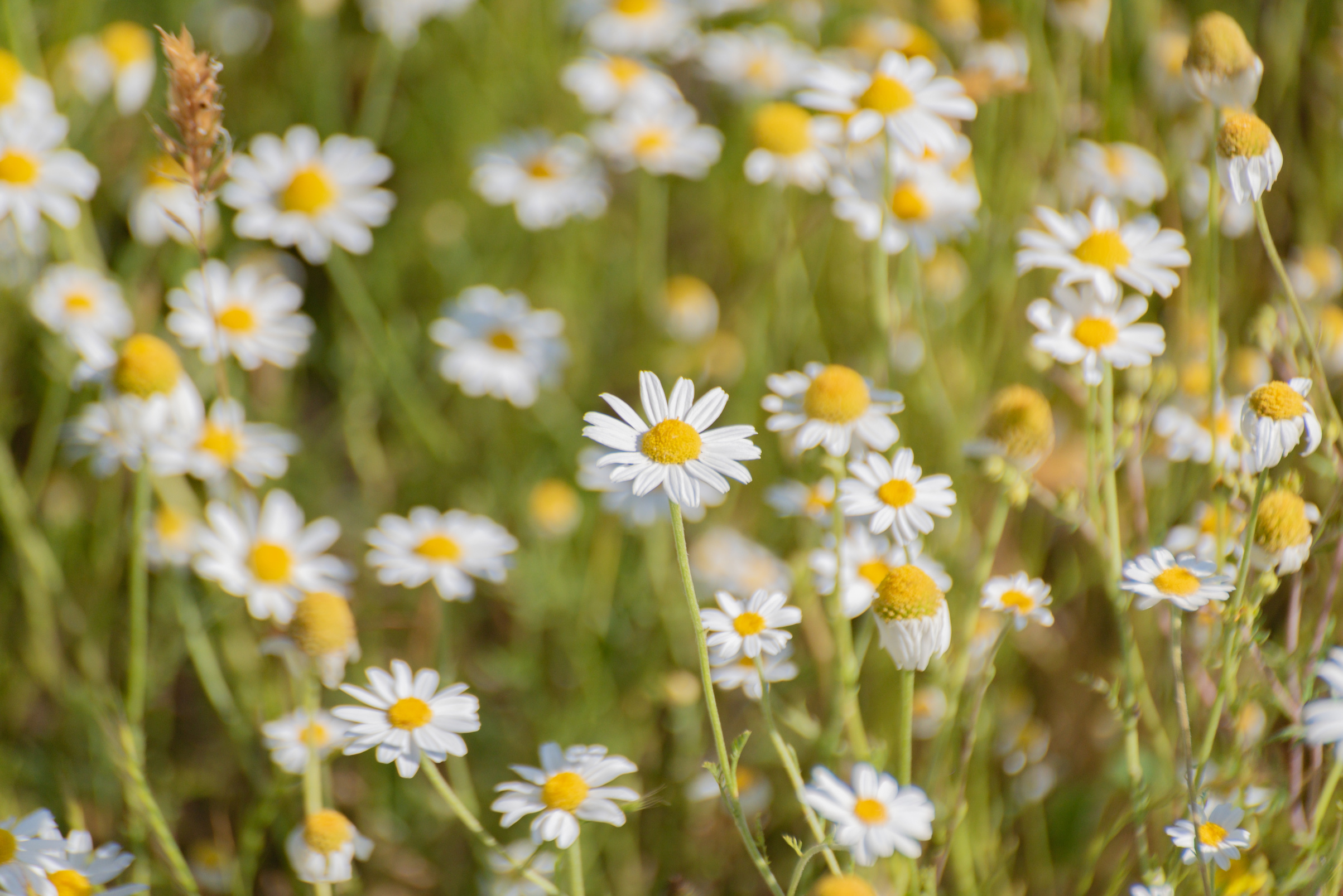 Pharmacy chamomile Tripleurospermum blooms in the Carpathians