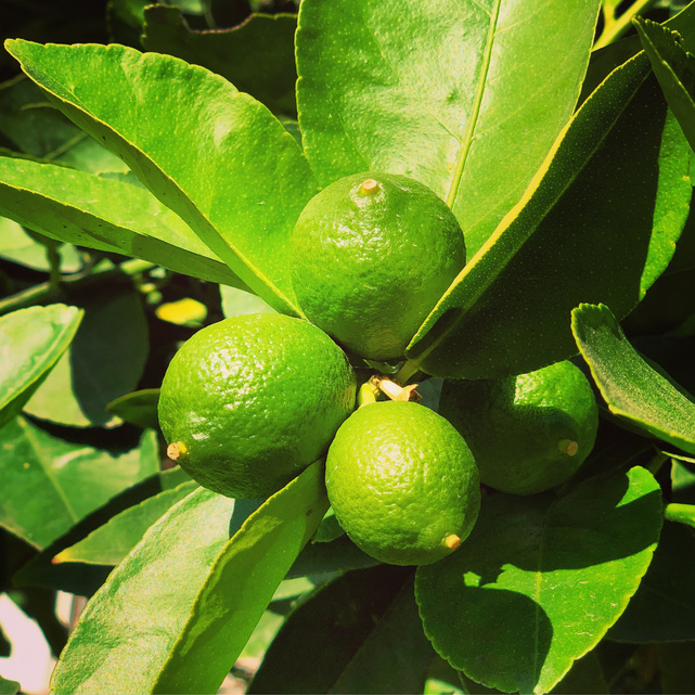 Lime tree